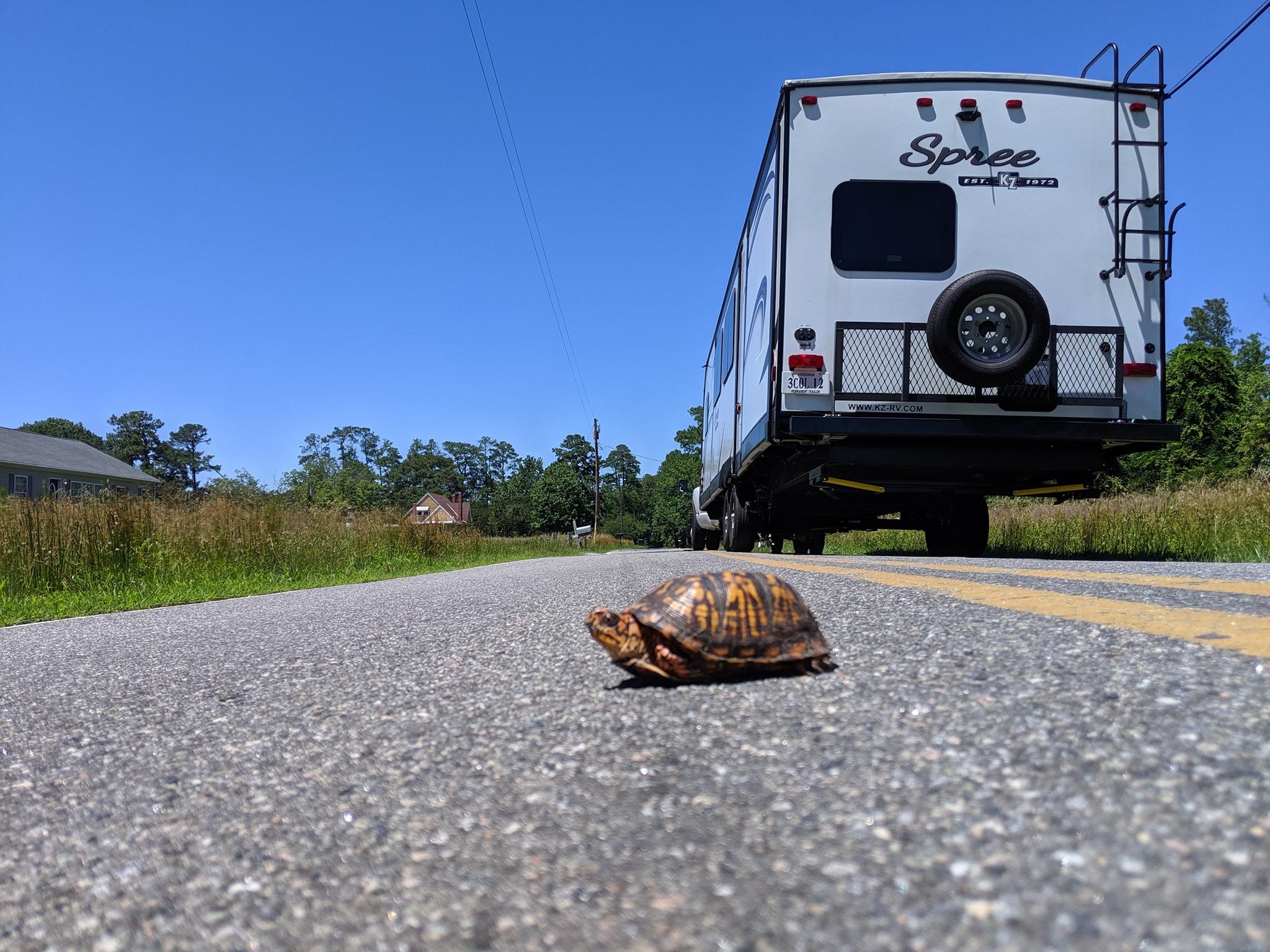 2048x1536 Injured Box Turtle goes on a road trip. #HarveyTravels's etc
