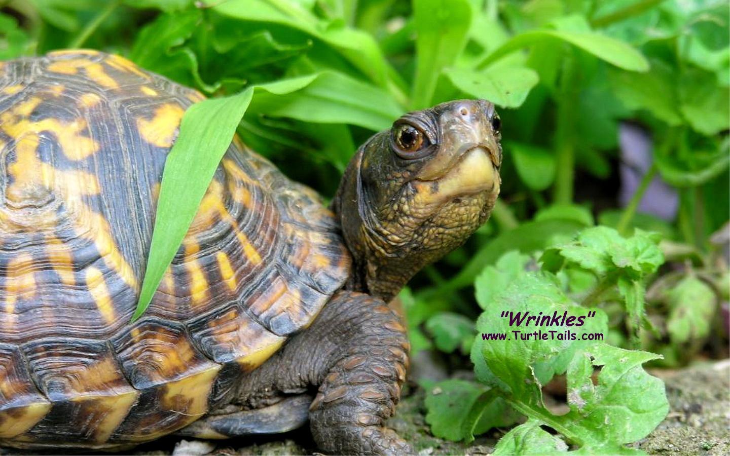1440x900 TurtleTails.com: Computer Wallpaper Picture