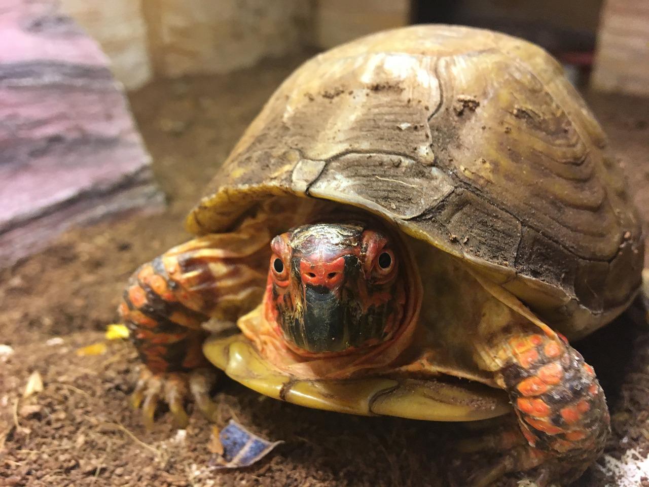 1280x960 Turtle Box Animal