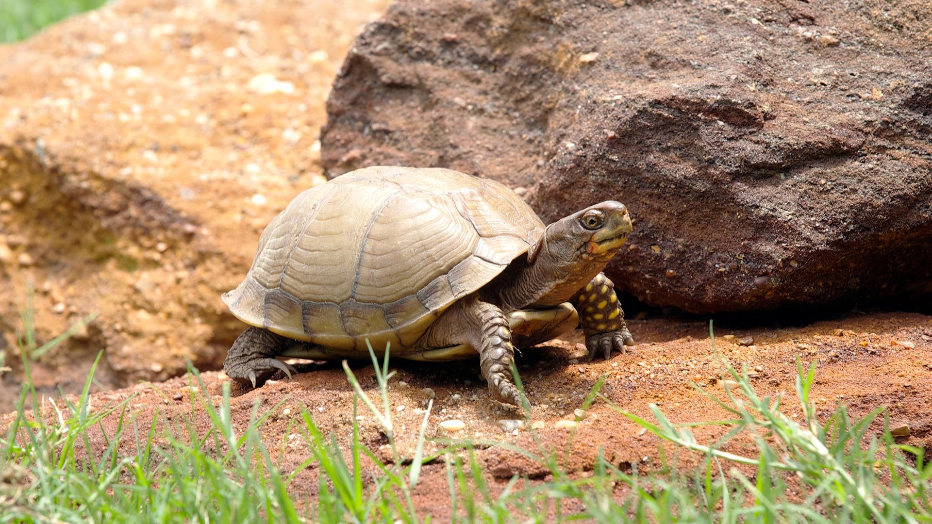 1920x1080 Three Toed Box Turtle Park Zoo