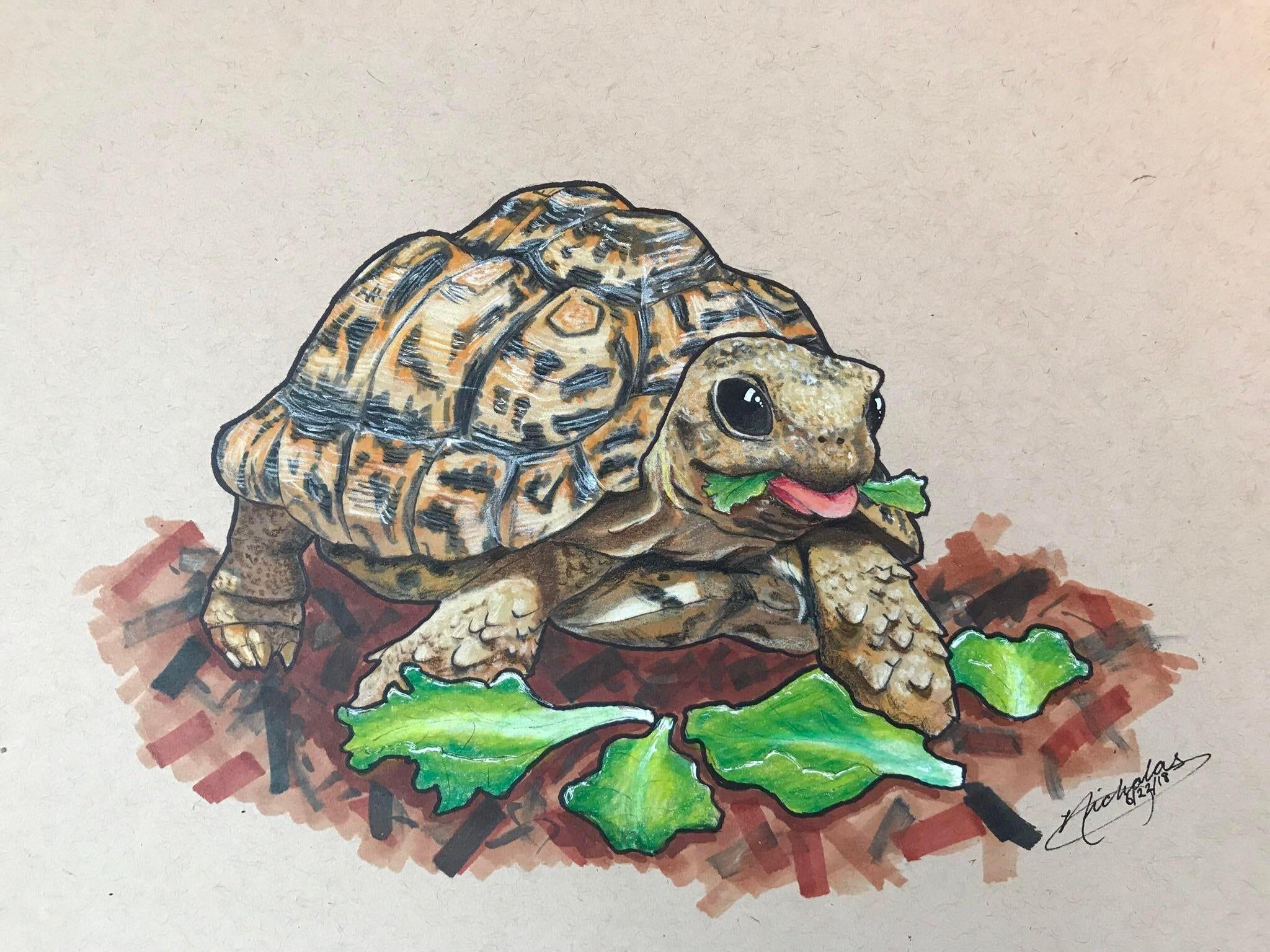 2048x1536 Turtles Eating Wallpaper