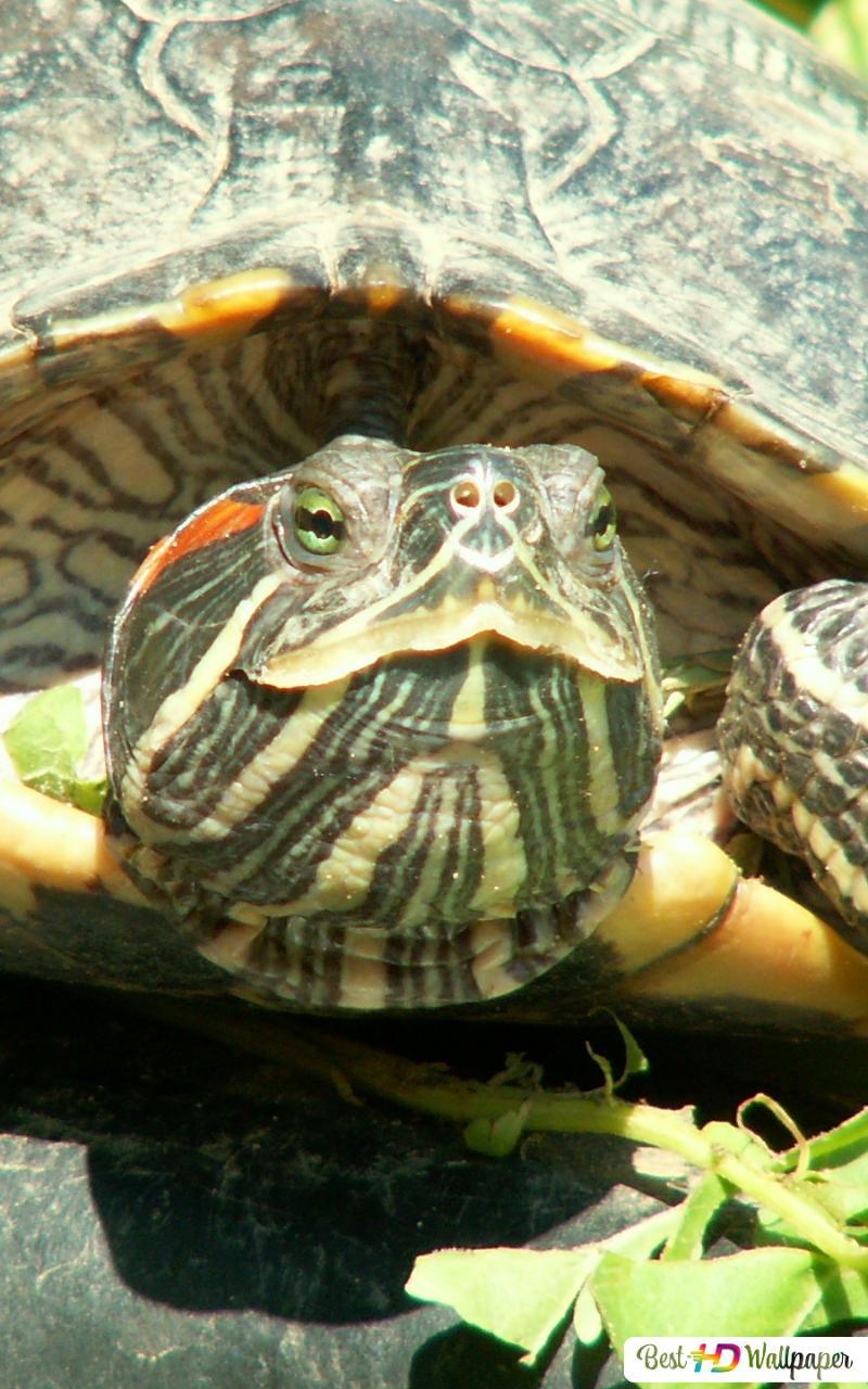 800x1280 Eastern Box Turtle HD wallpaper download