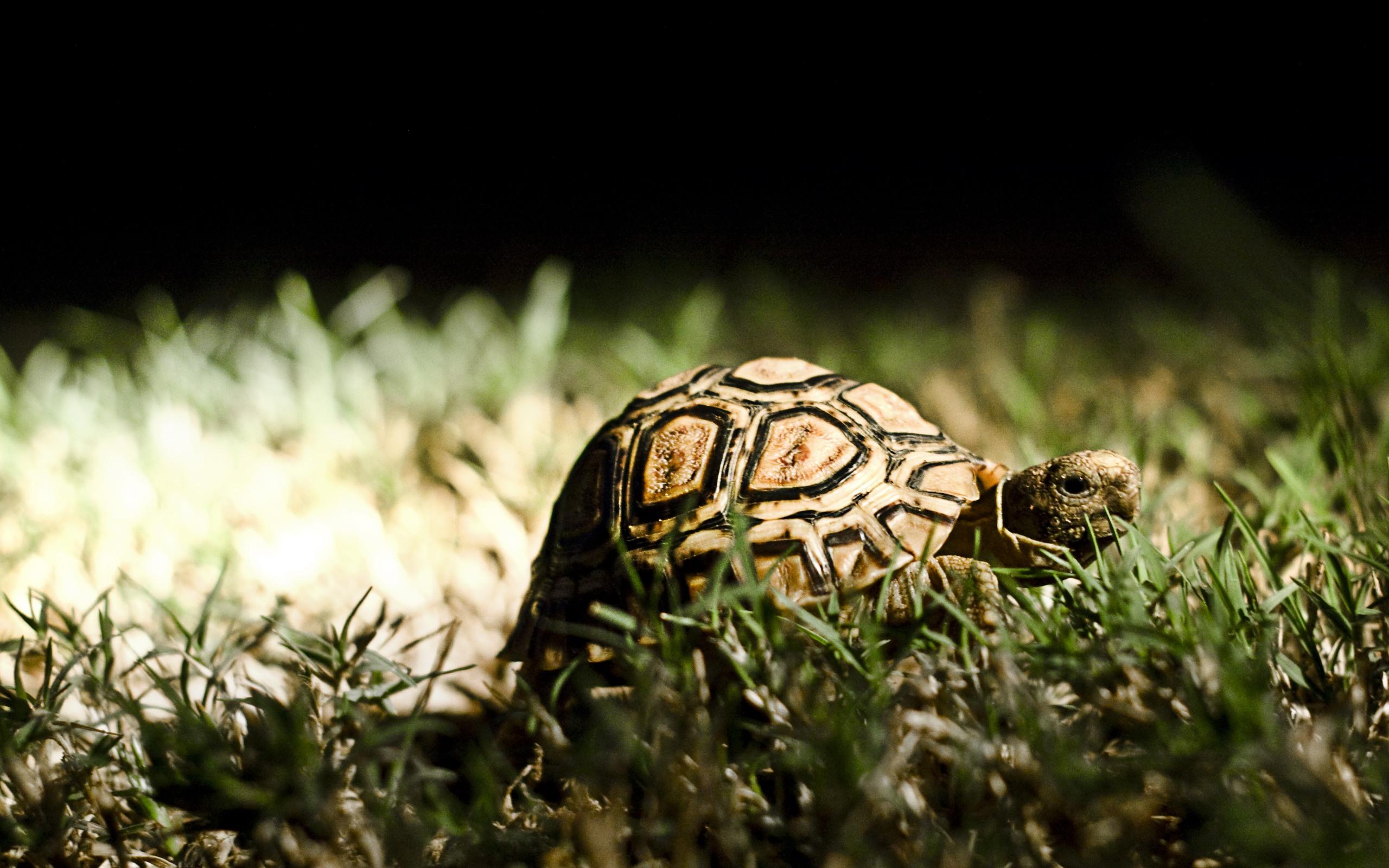 2560x1600 Turtle Wallpaper