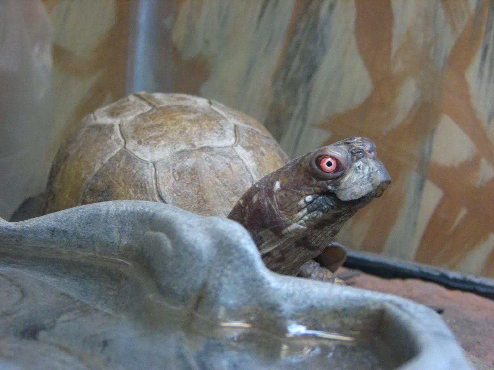 1600x1200 Three Toed Box Turtle