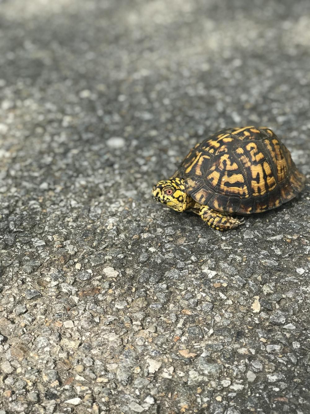 1000x1333 Box Turtle Picture. Download Free Image
