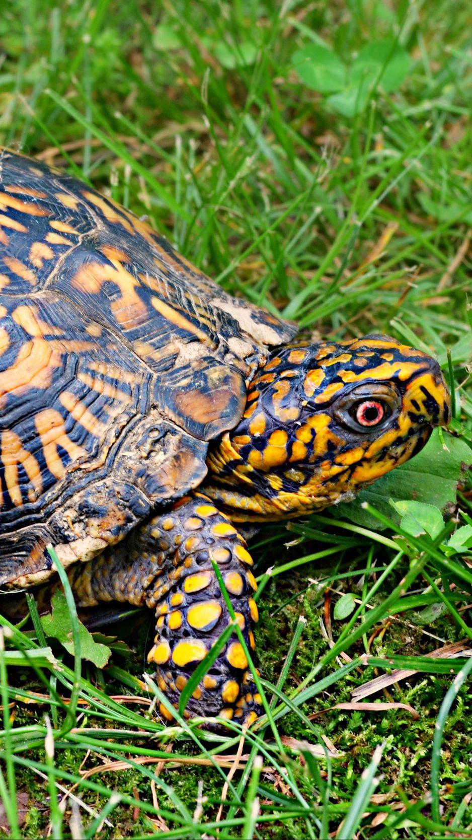 938x1668 Download Wallpaper 938x1668 Turtle, Shell, Grass Iphone 8 7 6s 6 For Parallax HD Background