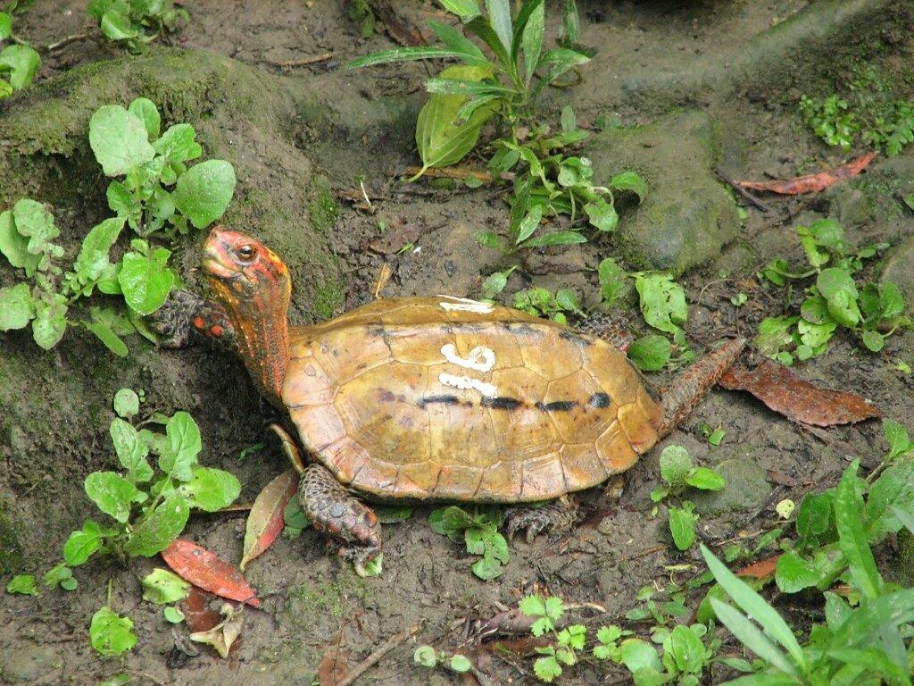 1024x768 Dozens of endangered turtles disappear from Japan zoo