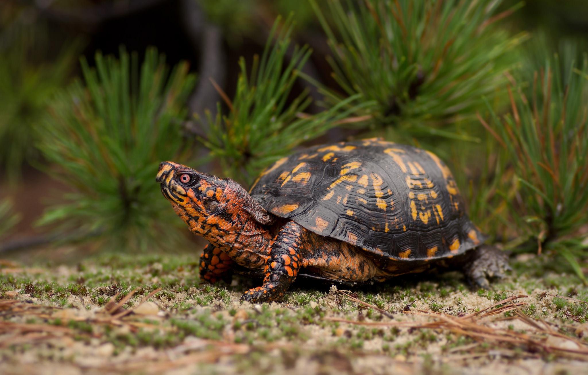 2048x1307 Turtle Wallpaperx1307