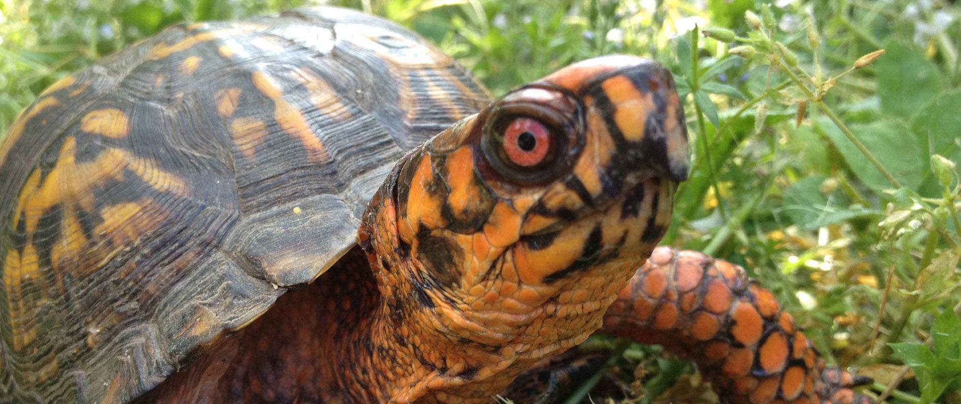 1900x800 Mr. or Ms. Box Turtle? Five Tips on Identifying Box Turtles' Gender North Carolina Arboretum
