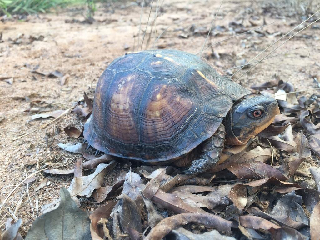 1024x768 Photos of Eastern Box Turtle (Subspecies Terrapene carolina carolina) · iNaturalist
