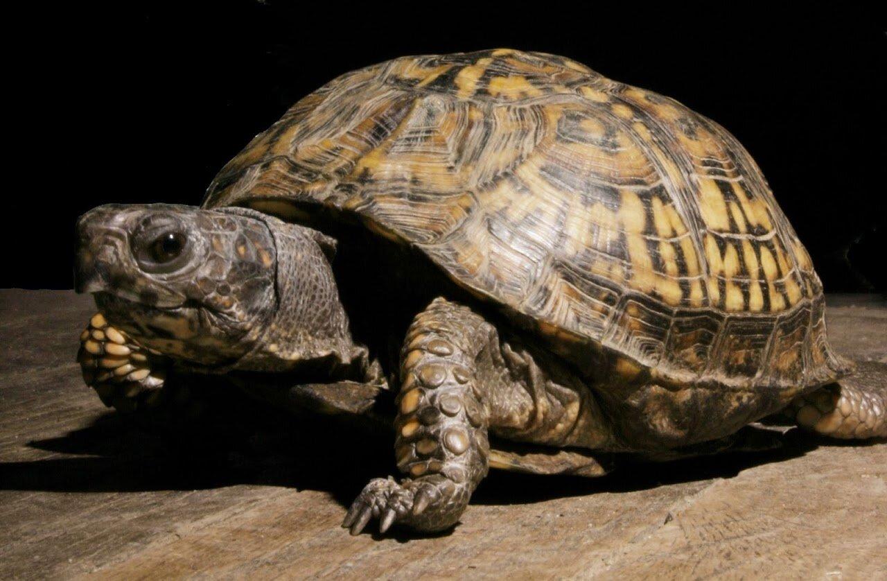1280x838 Triangle Turtle Trekkers