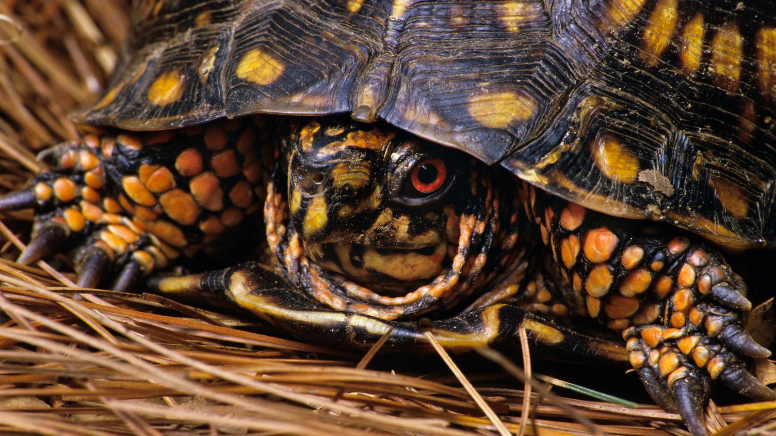 1600x900 Torpid Turtles, Tortoises, and Terrapins Green Science