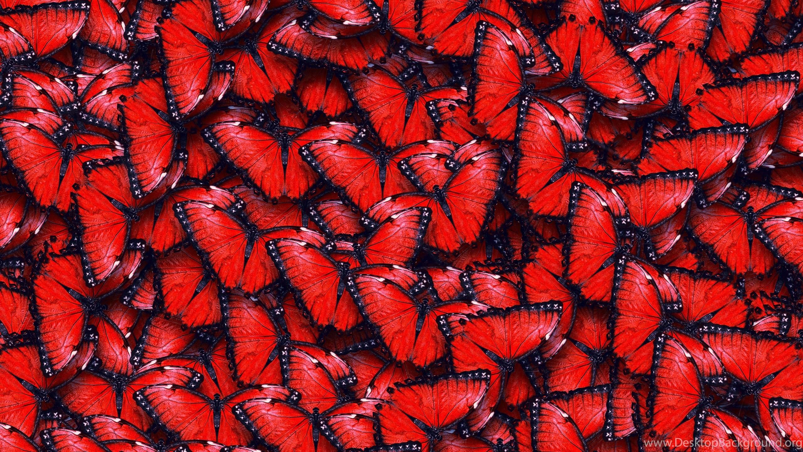 2560x1440 Red Butterfly Pattern Wallpaper Desktop Background