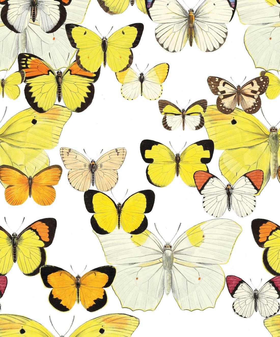 1100x1320 Papillon Medley Wallpaper • Butterfly Wallpaper Australia