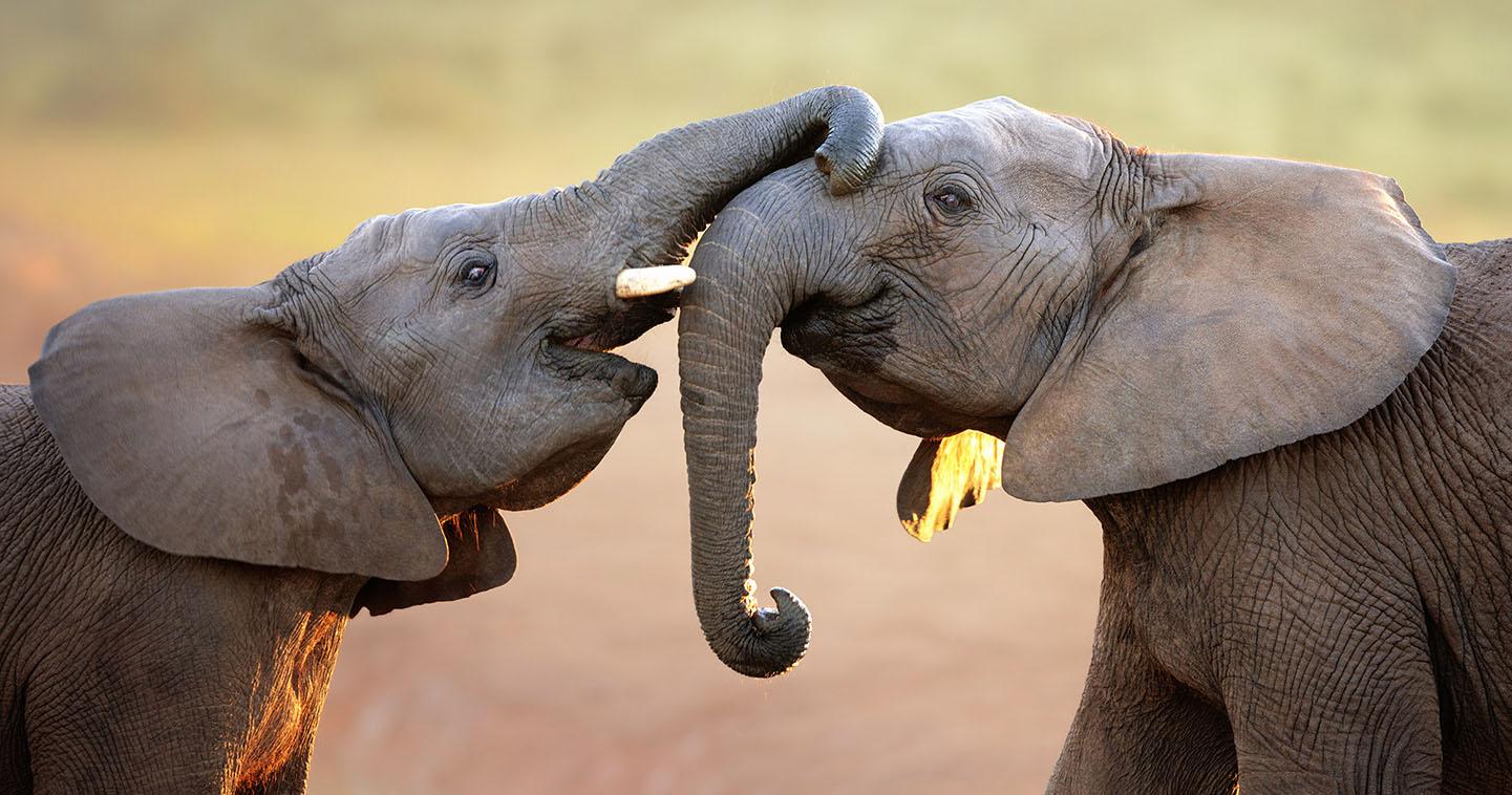1441x758 Big Five safari South Africa Sands Game Reserve