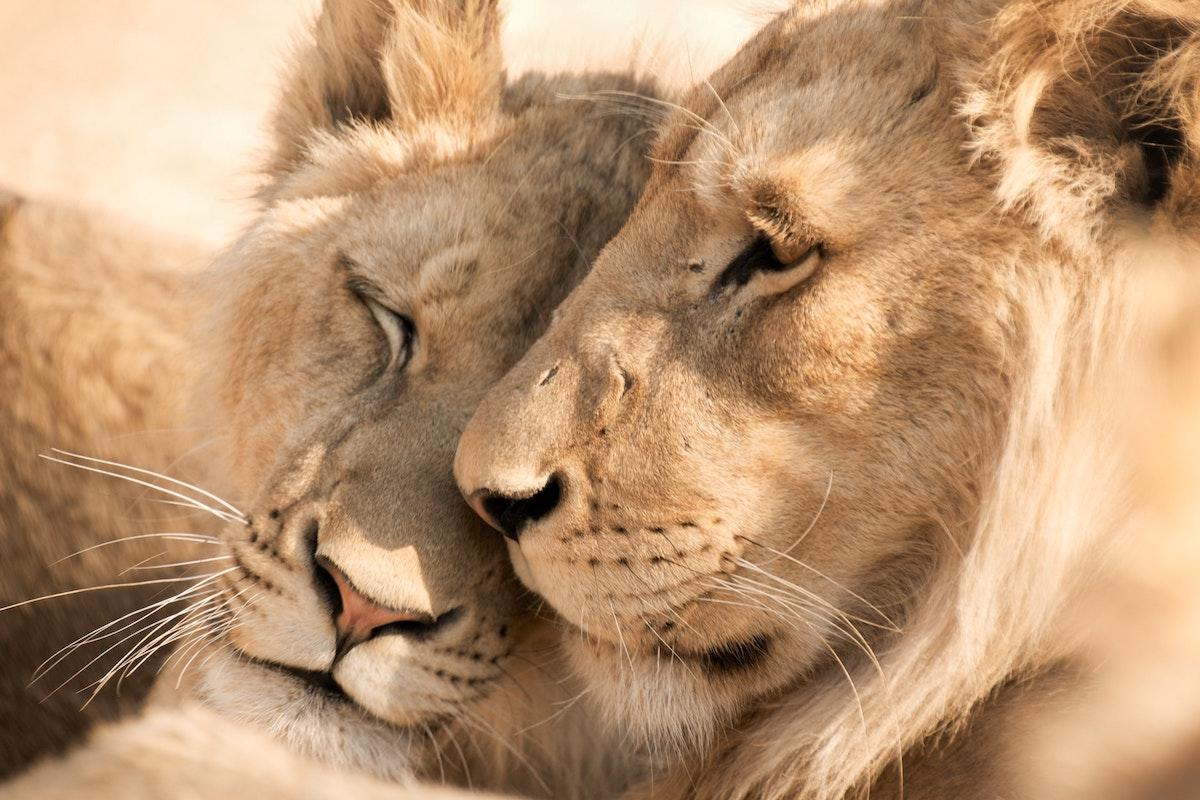 1200x800 Your Guide to Africa's Big Five. Ujuzi African Travel