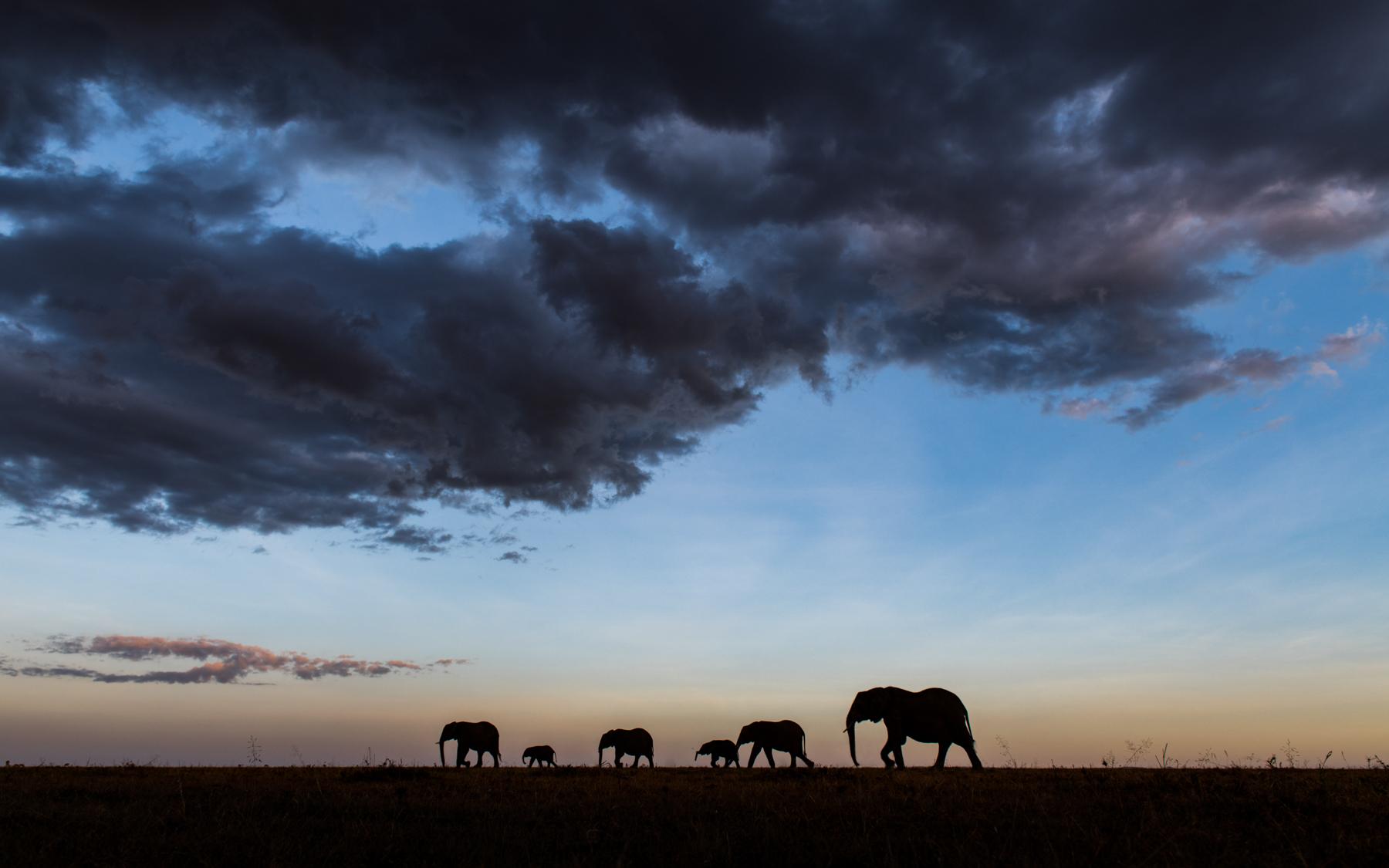 1800x1125 New 'Big Five' animals of wildlife photography revealed after global vote