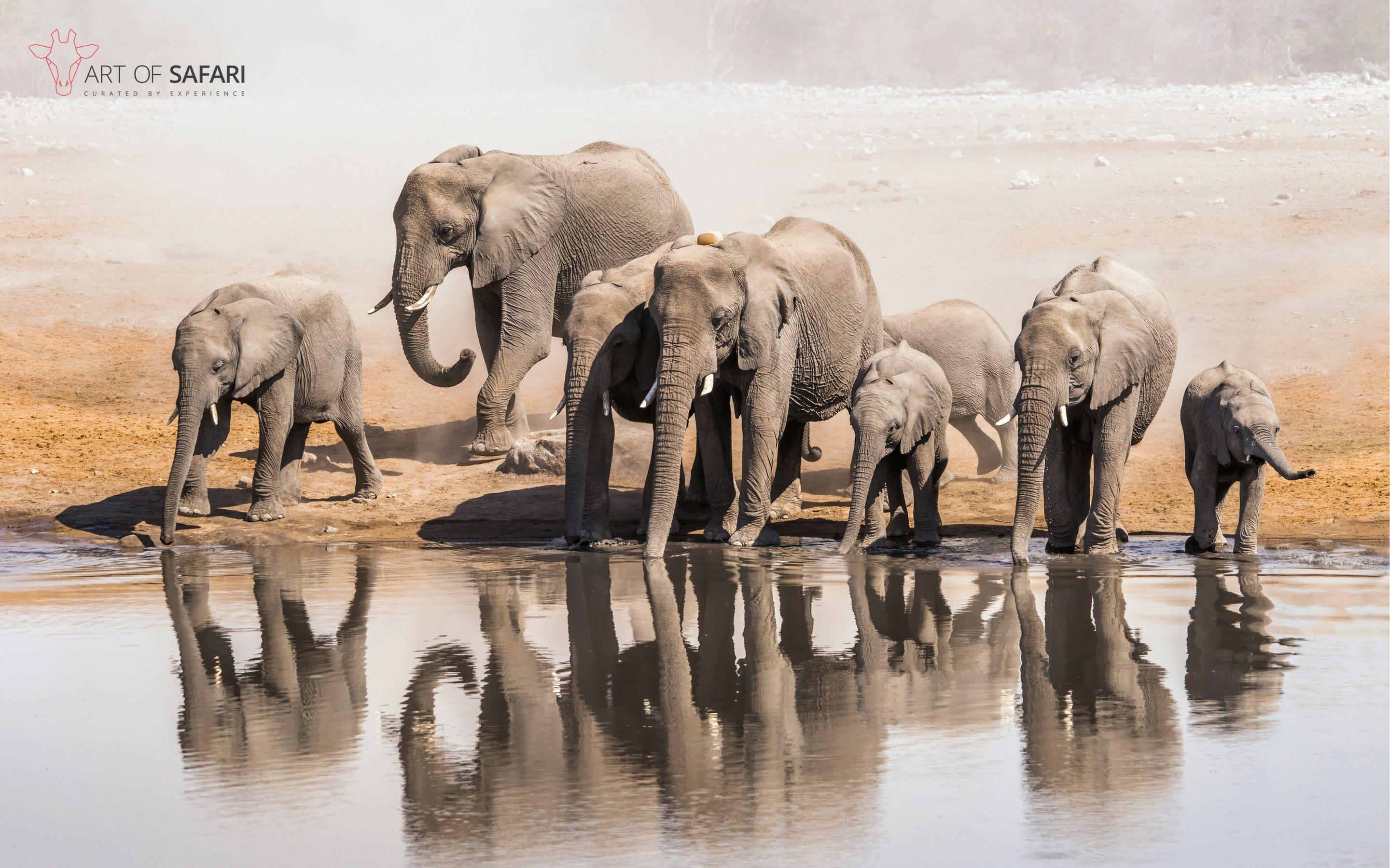 2880x1800 Wallpaper. A Memory of African Elephant Drinking At A Waterhole. Art Of Safari