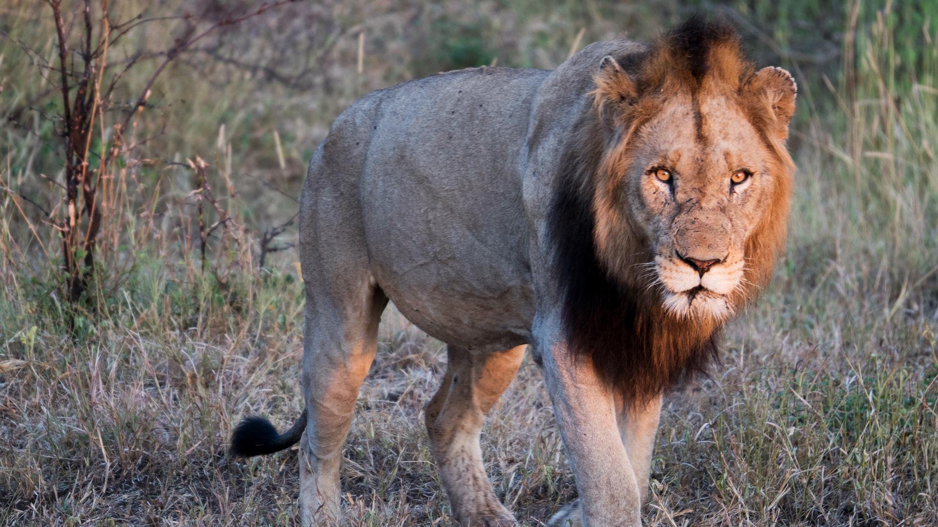 1920x1080 A Safari in Kruger National Park: The Big Five › The Travel Episodes