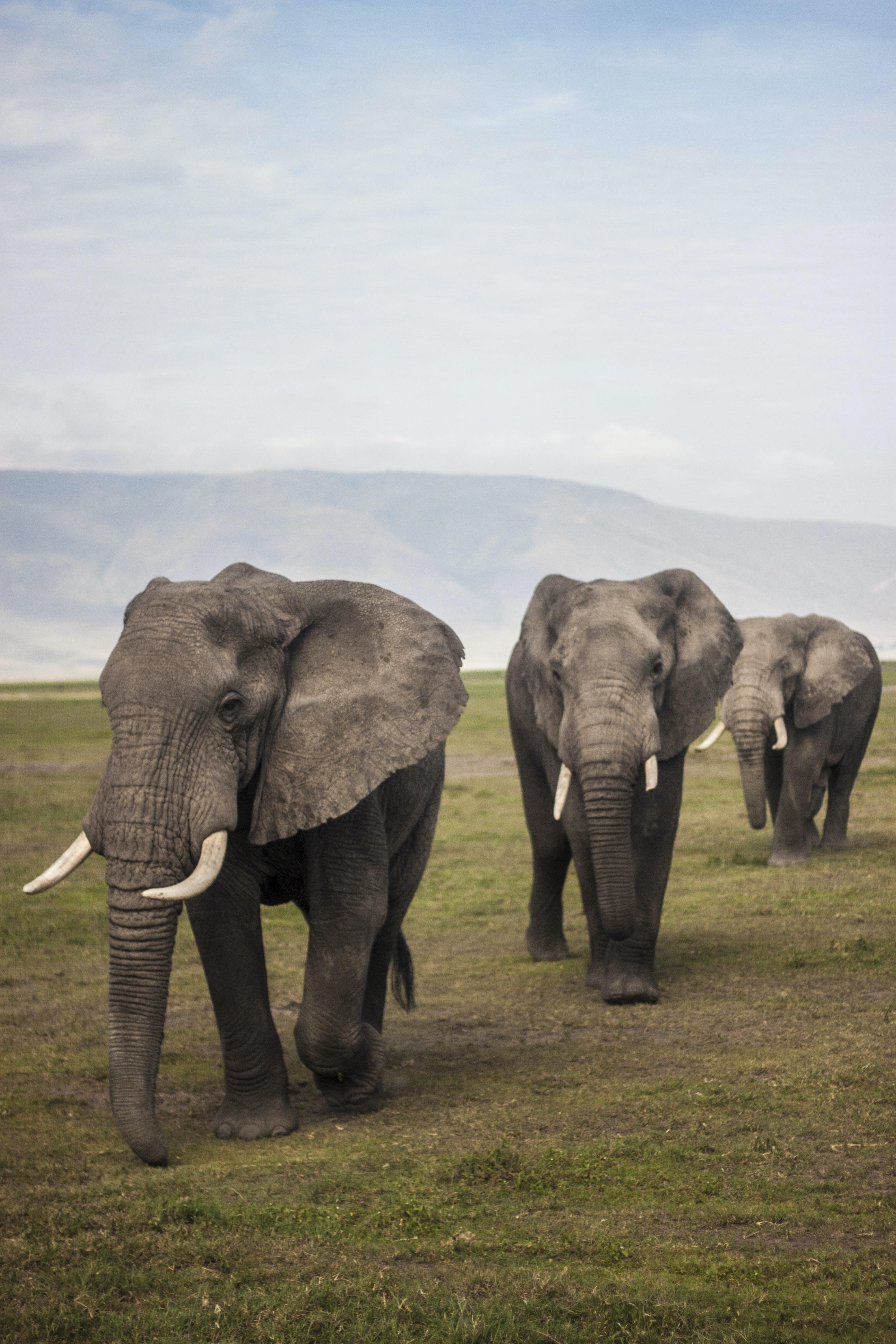 3168x4752 Where to find Africa's Big Five Solivagant Soul