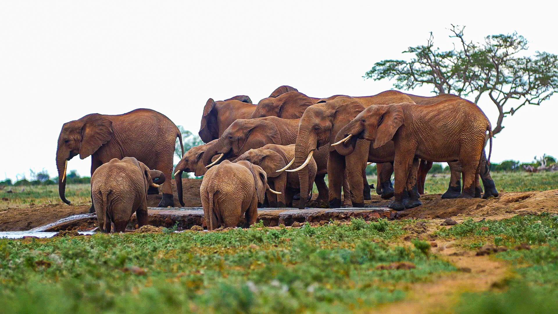 1920x1080 Kenya Wildlife Service you ever been to Tsavo East National Park? Tsavo East is one of the Kenya's largest National Parks with vast wilderness. It's home to all big