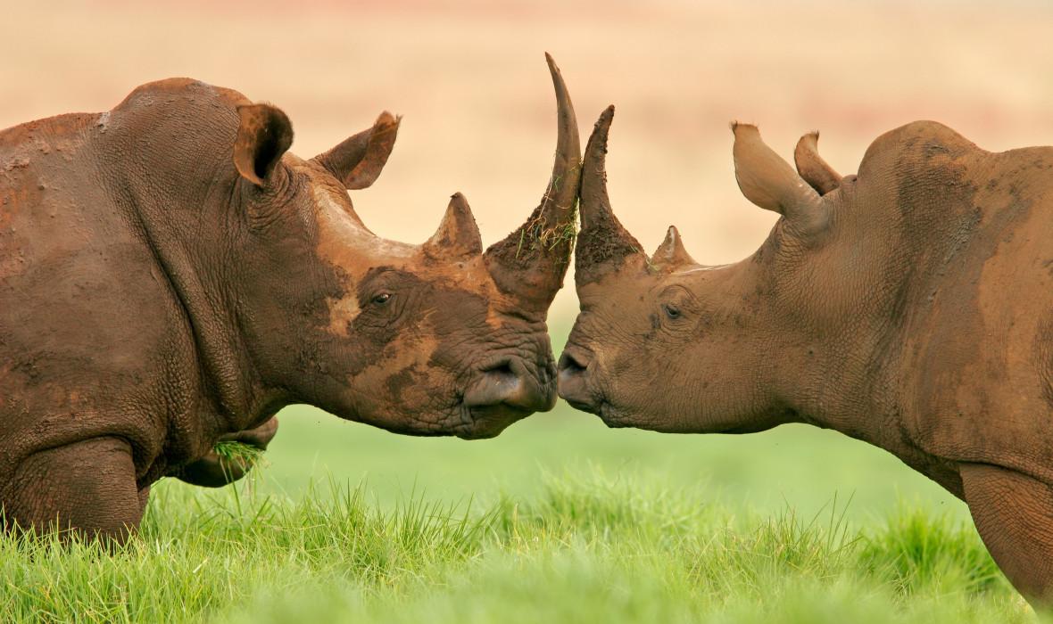 1180x700 The Kruger Big Five