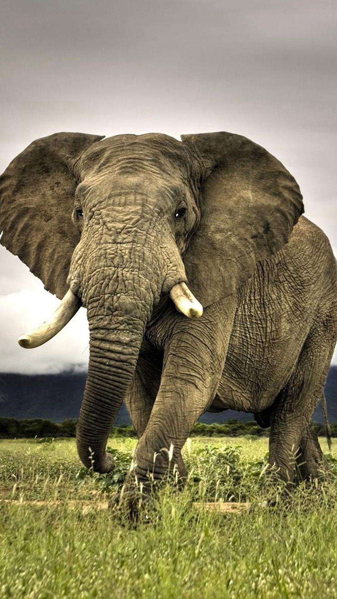 1080x1920 Voi rừng. Elephant wallpaper, Animals beautiful, Animal picture