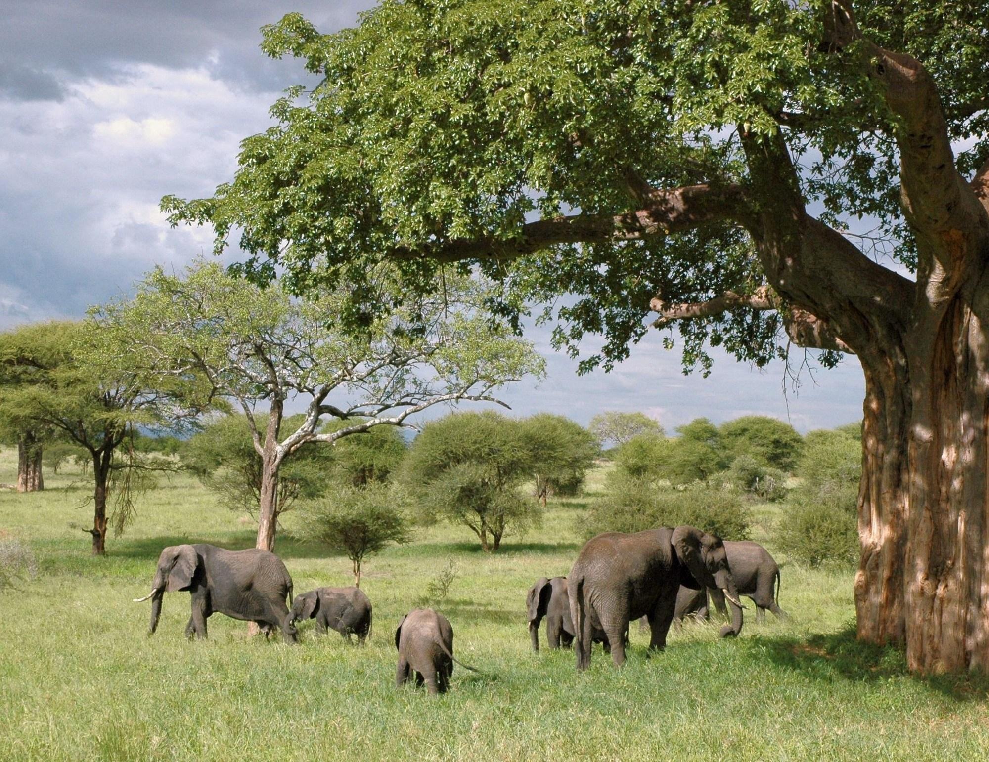 2000x1542 Screw The Big Five African Animals: Here is My Real Top (Twenty) 5 Animals!'t Stop Living