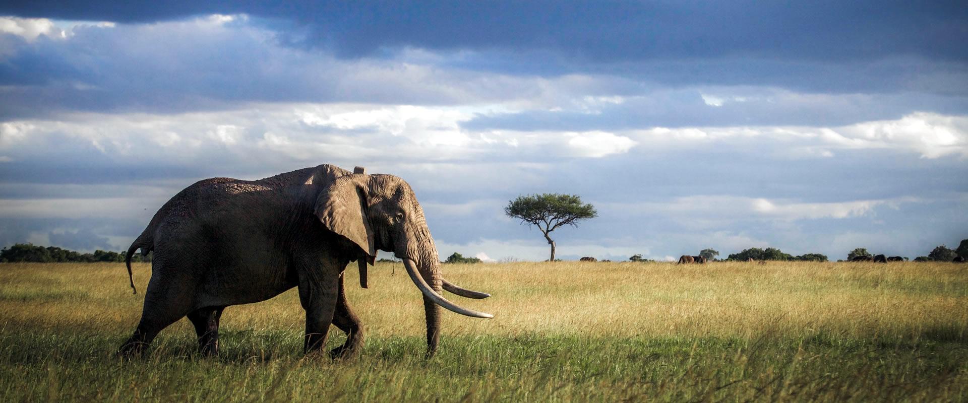 1920x800 Days Big Five Safari. All Time Safaris