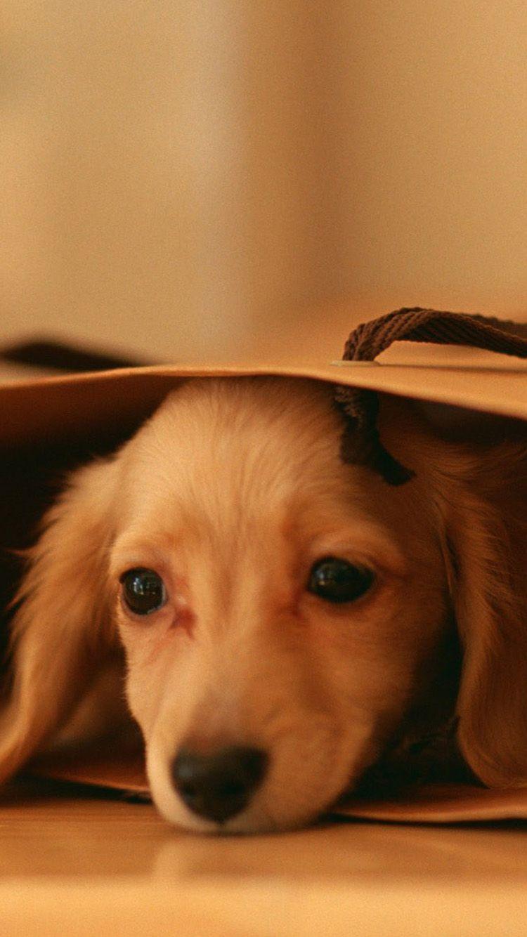 Cutest Puppy Dog Home Screen Wallpaper