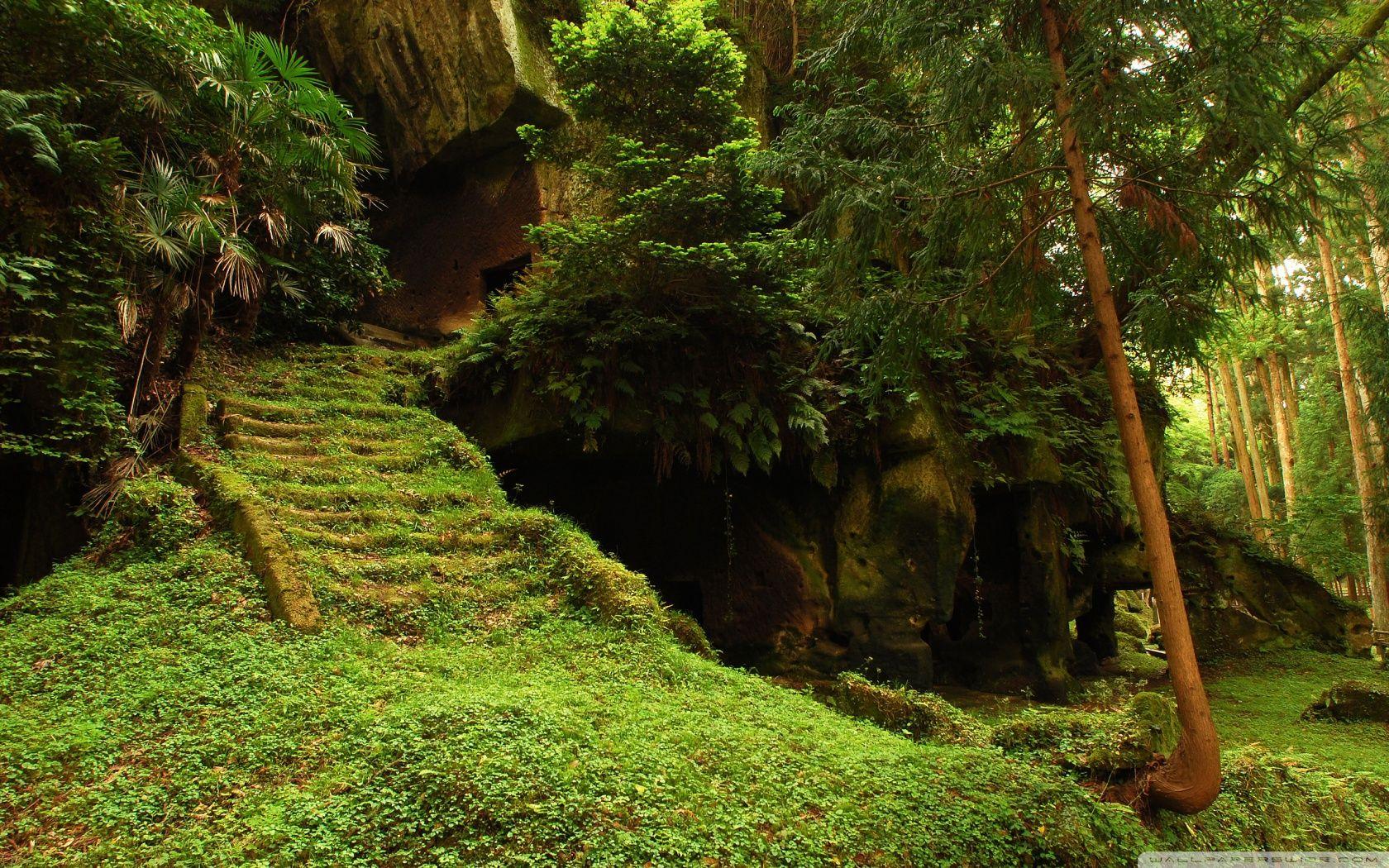 Zen Forest Wallpapers Top Free Zen Forest Backgrounds Wallpaperaccess