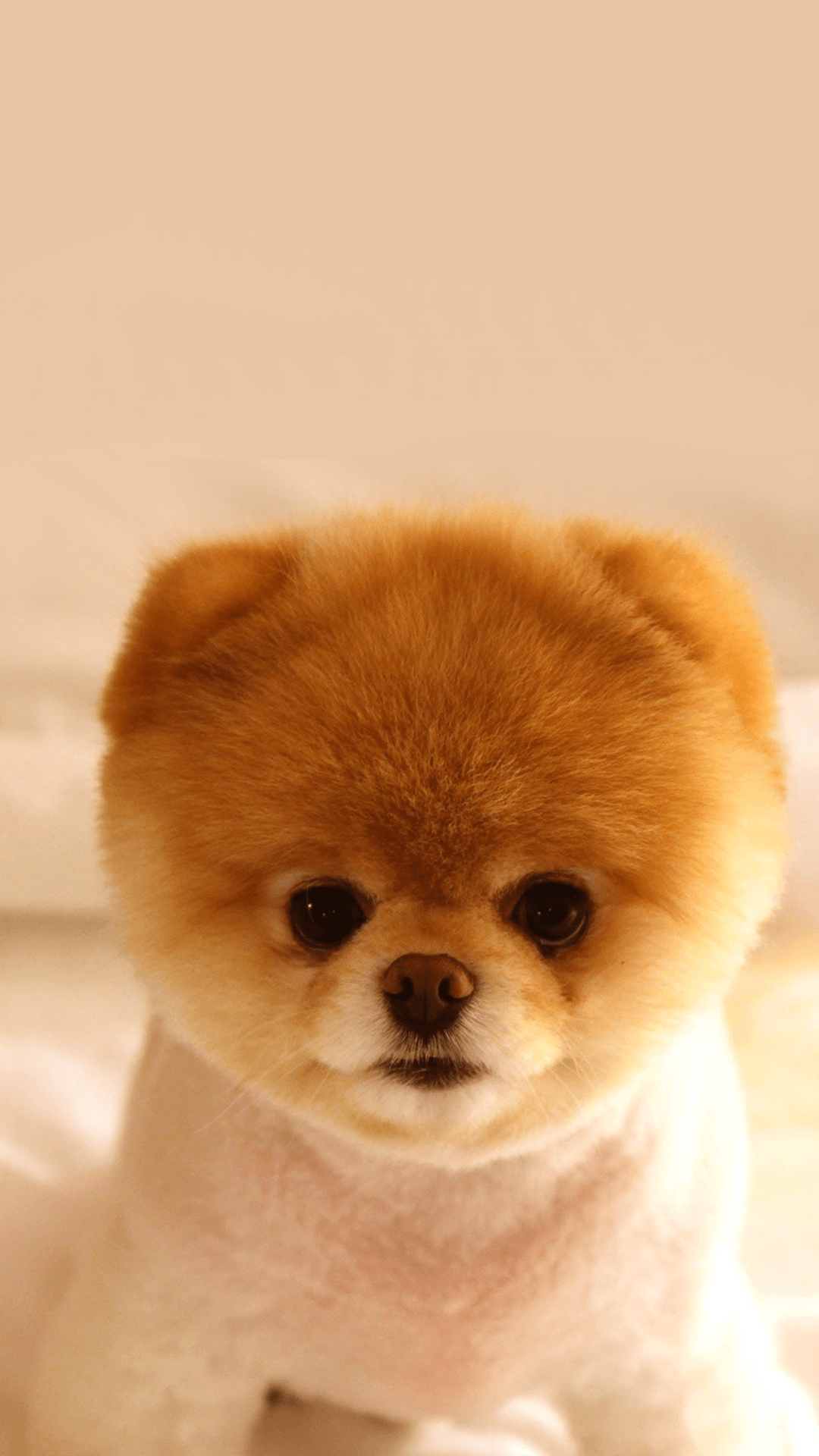 Cute Puppy Iphone Wallpapers - Top Free Cute Puppy Iphone Backgrounds