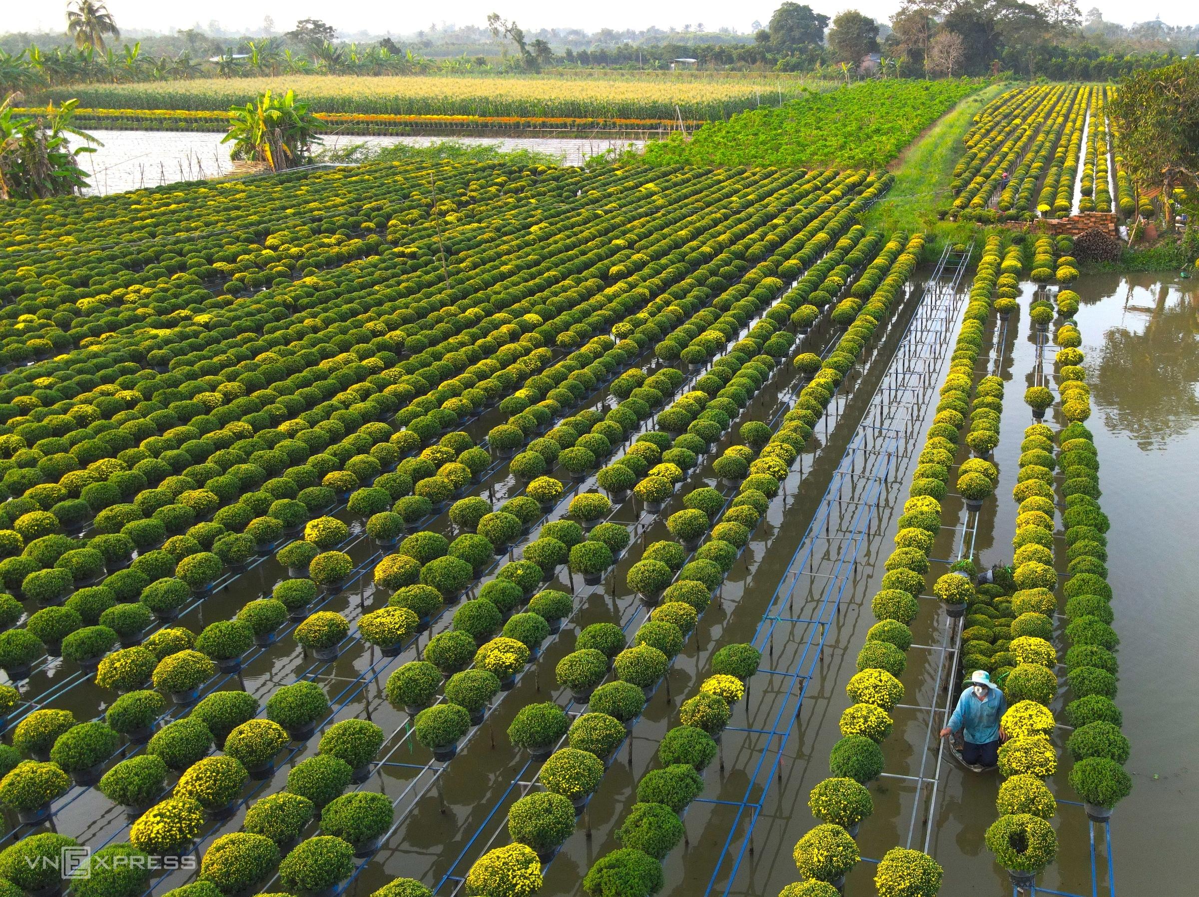 2400x1795 Mekong Delta flower village gets decked up as spring approaches