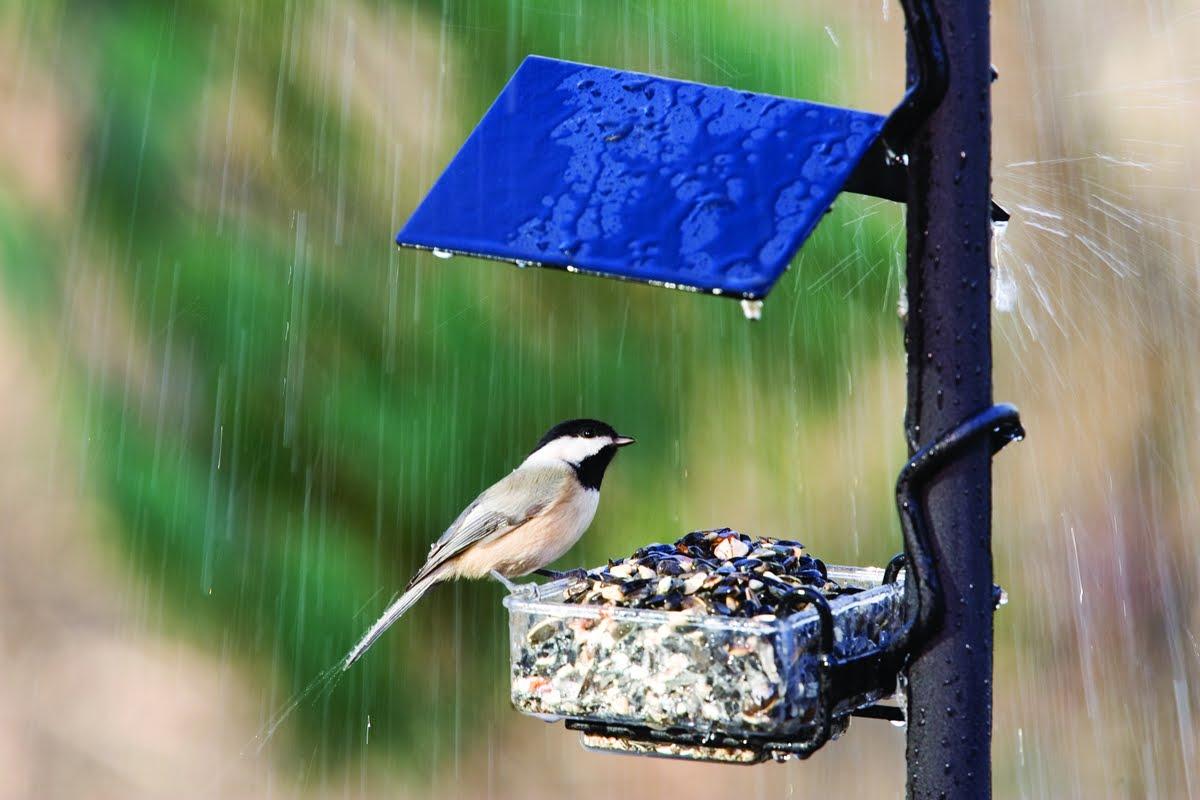 Birds In Rain Wallpapers - Top Free Birds In Rain Backgrounds ...