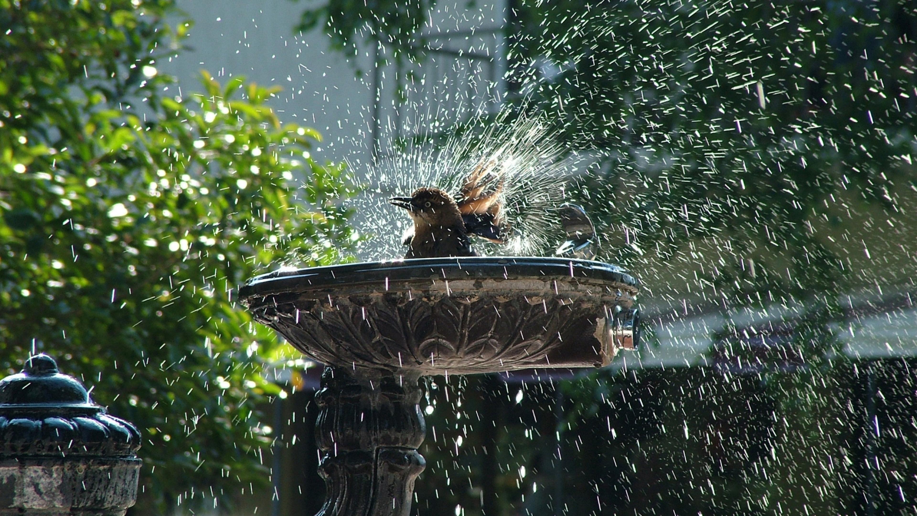 Birds In Rain Wallpapers - Top Free Birds In Rain Backgrounds ...