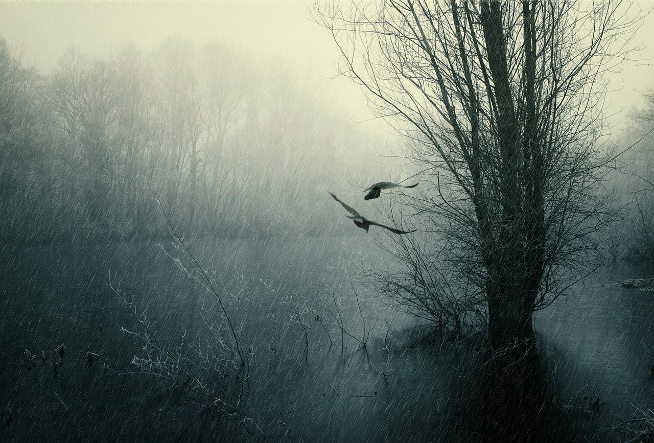 Birds In Rain Wallpapers Top Free Birds In Rain Backgrounds