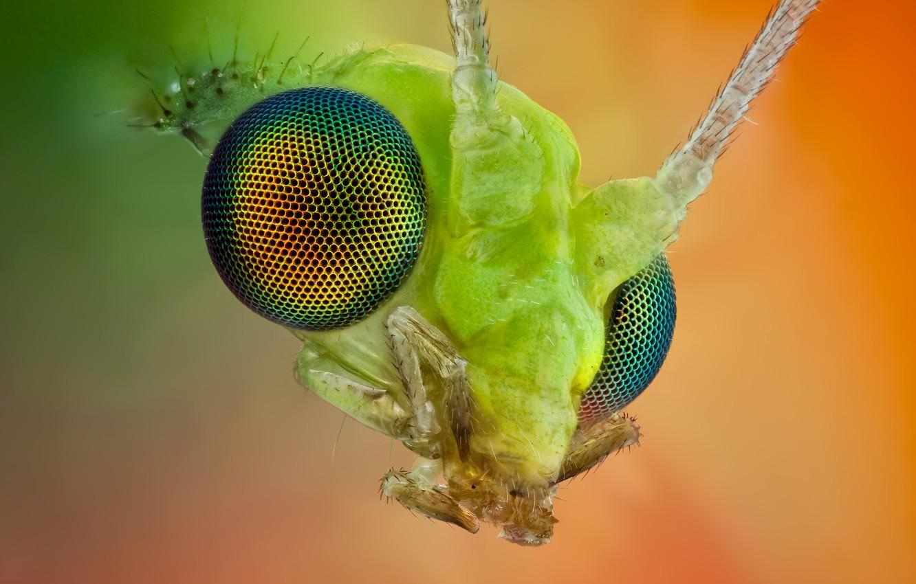 1332x850 Wallpaper insect, looks, I'm watching you image for desktop, section макро