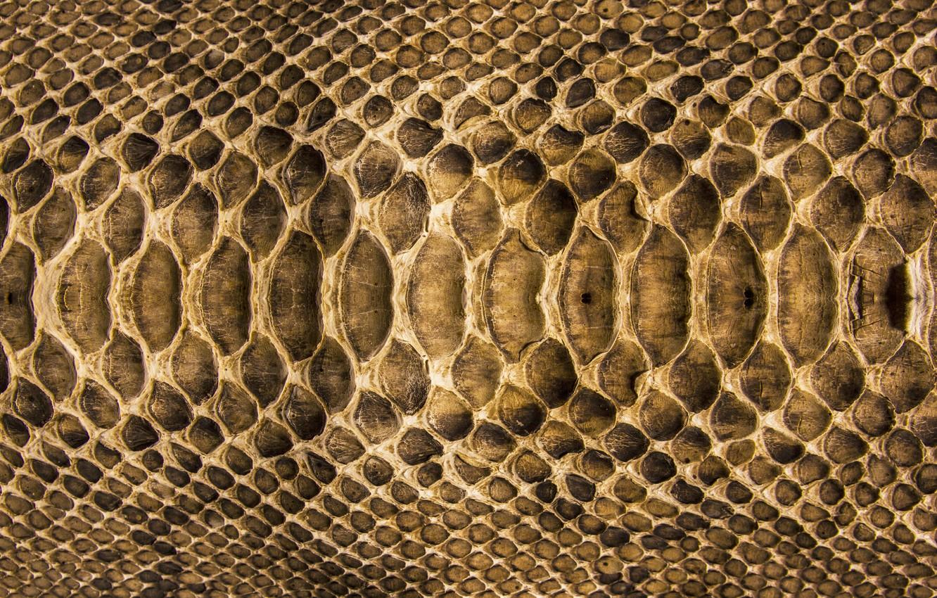 Snake Texture Wallpapers - Top Free Snake Texture Backgrounds ...