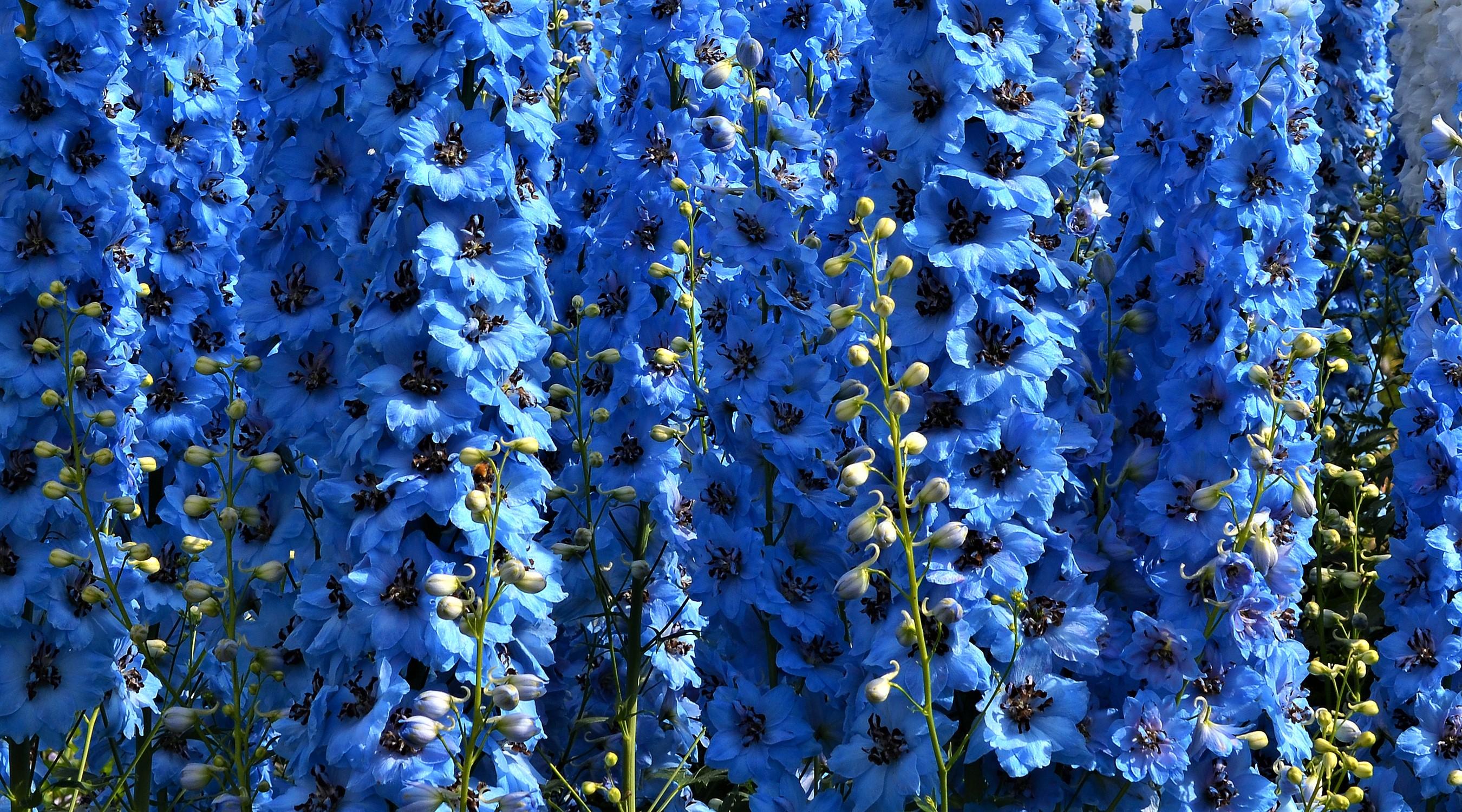 Delphinium Wallpapers - Top Free Delphinium Backgrounds - WallpaperAccess