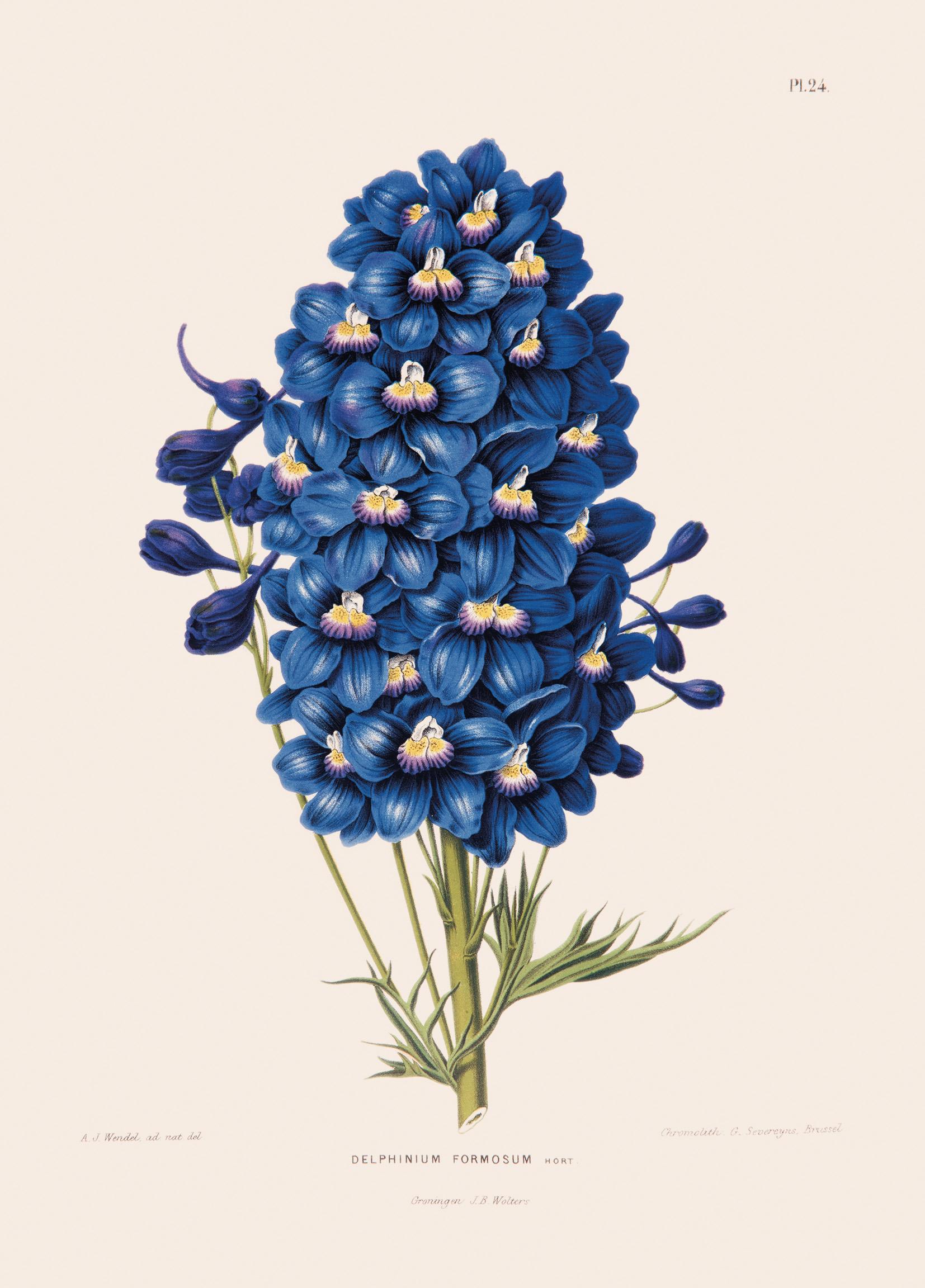Delphinium Wallpapers - Top Free Delphinium Backgrounds - WallpaperAccess