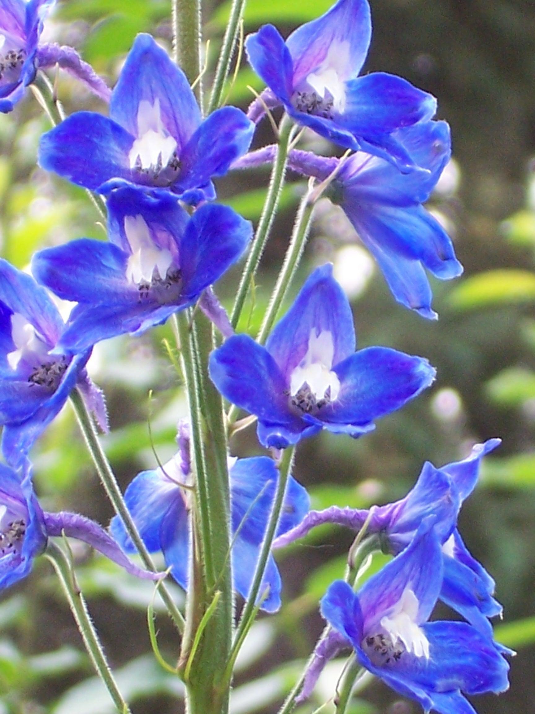 1728x2304 Delphinium Flowers. Delphinium Flowers, Delphinium, Larkspur Flower