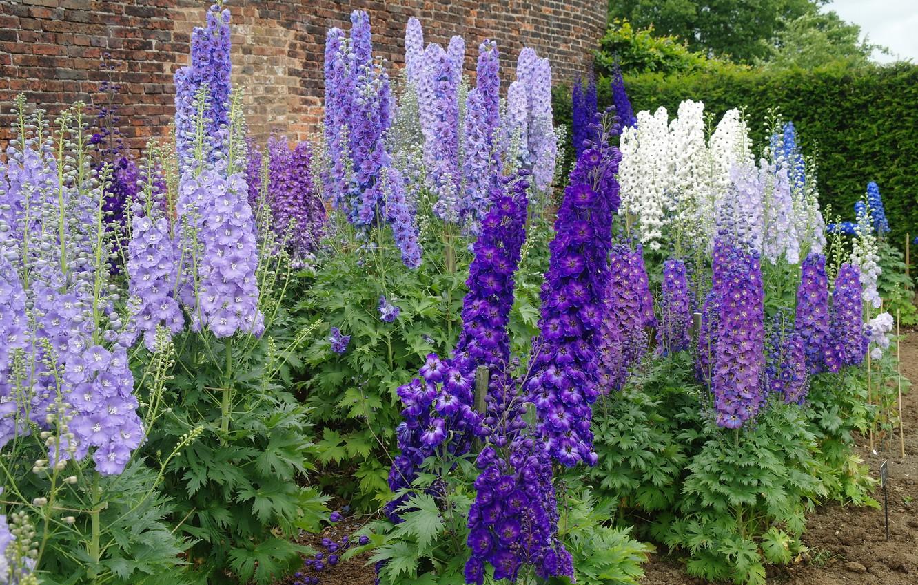 1332x850 Wallpaper flowers, purple, white, Delphinium image for desktop, section цветы