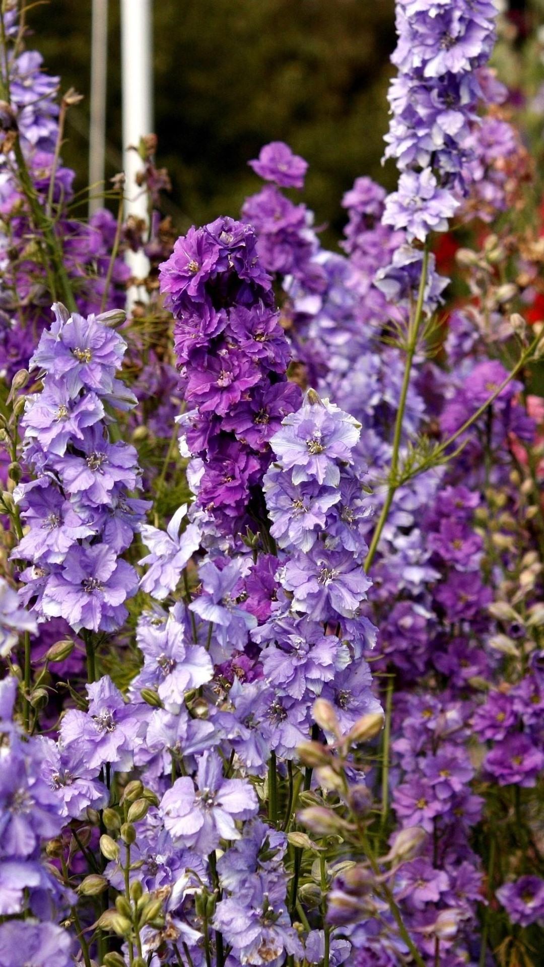 1080x1920 Wallpaper Delphinium purple flowers 2880x1800 HD Picture, Image