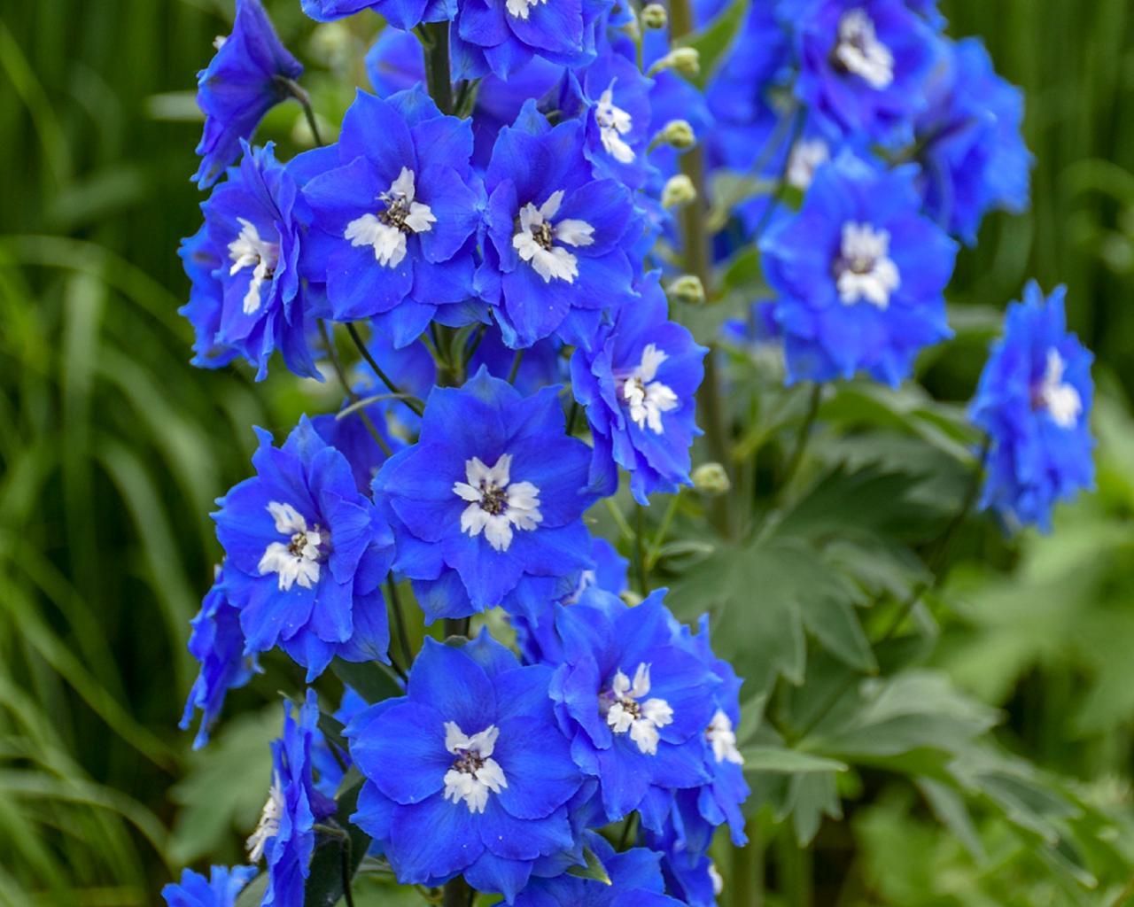 Delphinium Wallpapers - Top Free Delphinium Backgrounds - WallpaperAccess