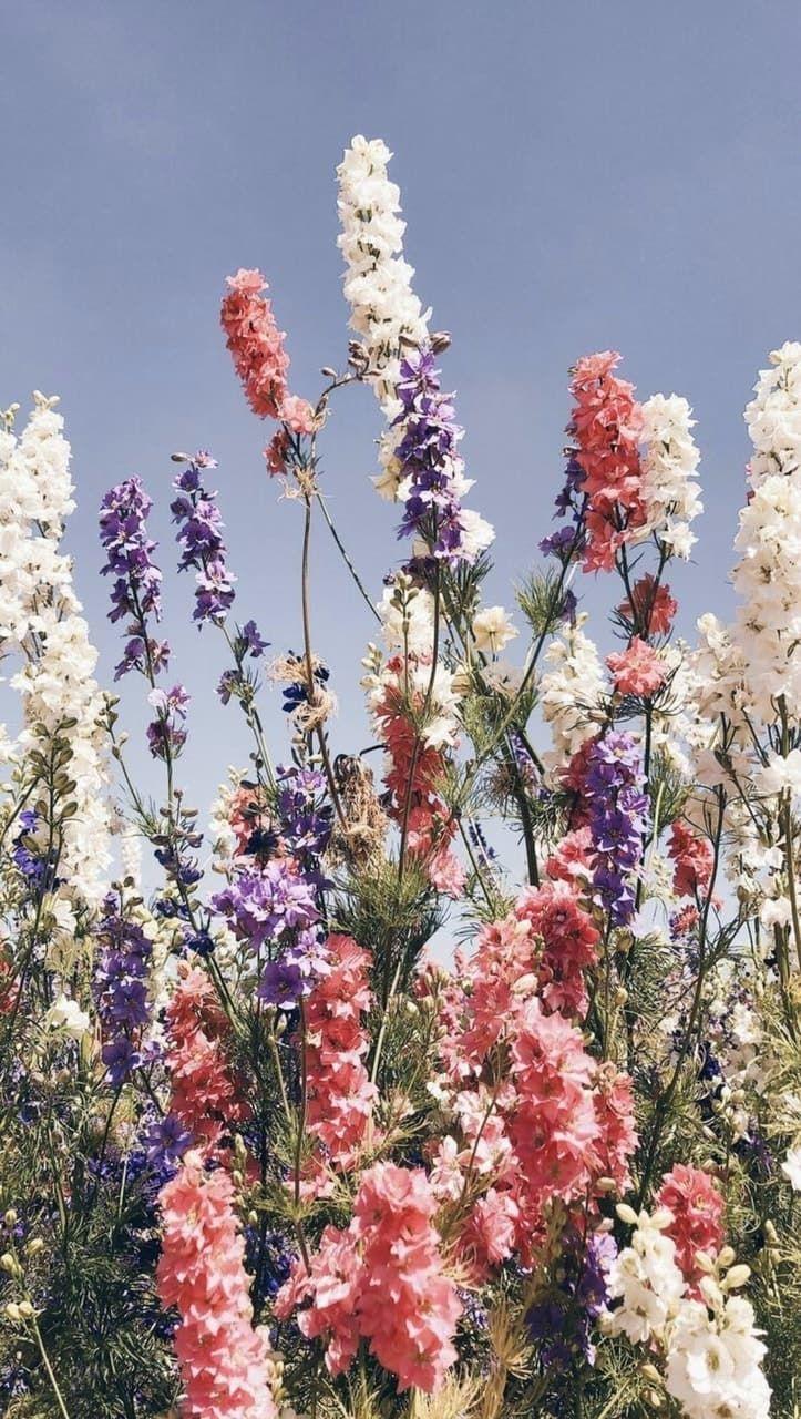 723x1280 flowers, background, and aesthetic image. Flowers photography wallpaper, Flowers photography, Beautiful flowers wallpaper