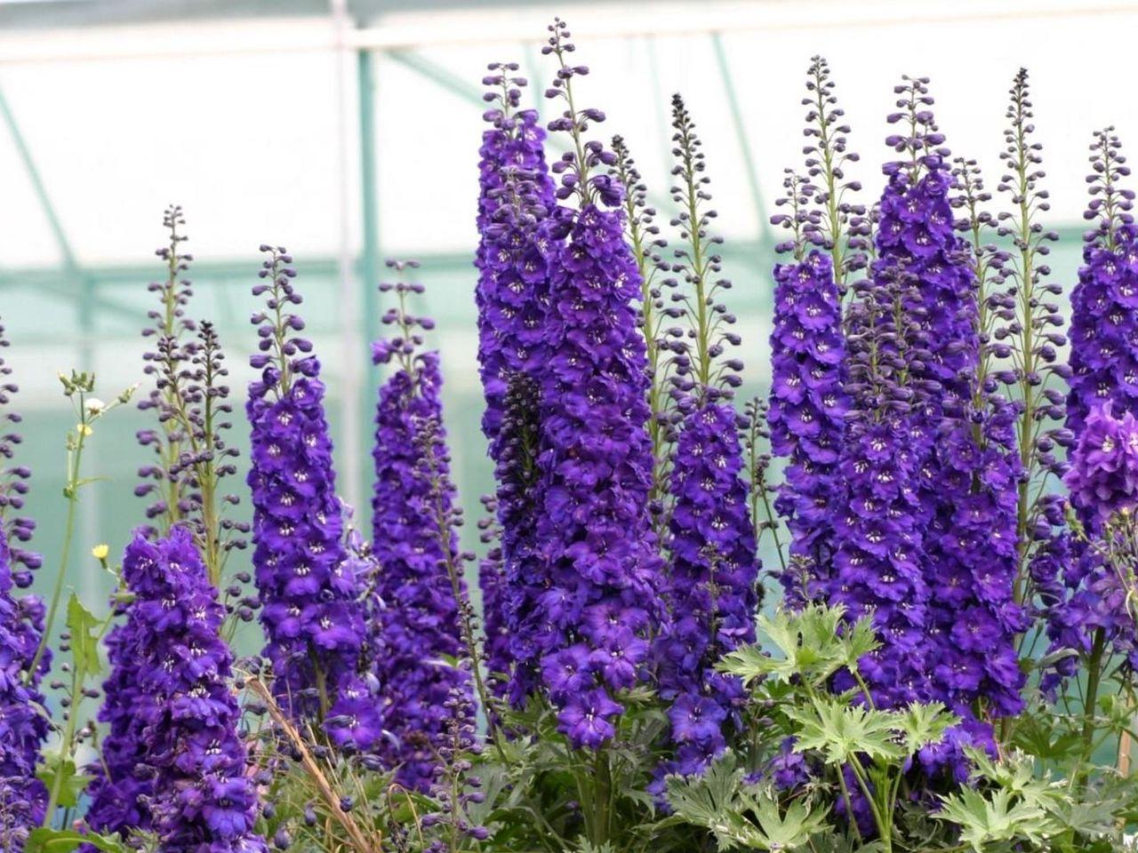 1280x960 Download wallpaper 1280x960 delphinium, flowers, purple, bright, green standard 4:3 HD background