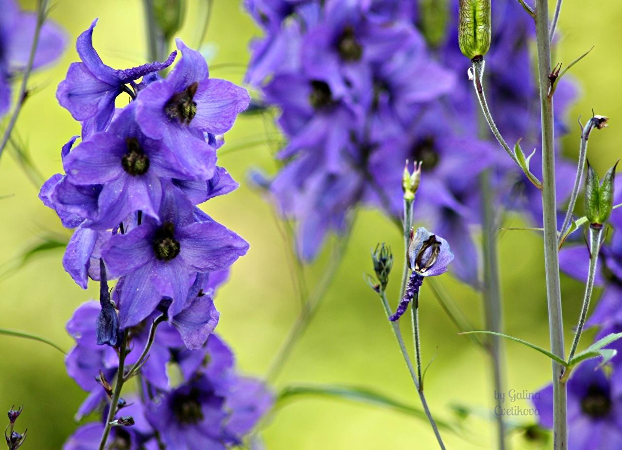1280x926 Wallpaper Violet Flowers Delphinium Closeup