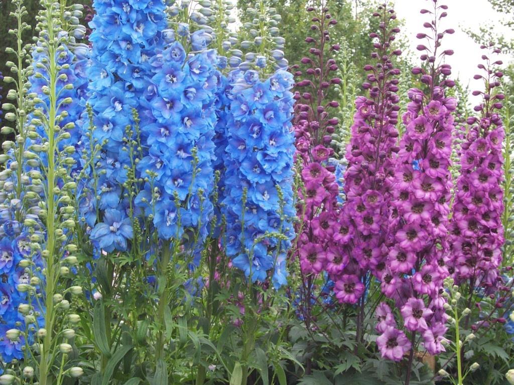 Delphinium Wallpapers - Top Free Delphinium Backgrounds - WallpaperAccess