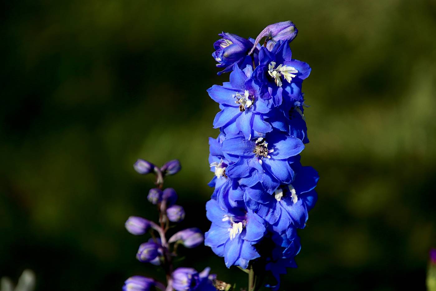 1400x933 Delphiniums: The flower symbolizing an open heart and generosity. The Florist Guide