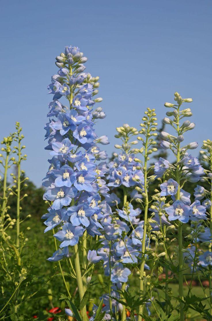 736x1112 Larkspur, Rocket Delphinium ajacis. Flowers nature, Pretty plants, Delphinium